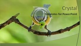  Presentation with blue and yellow - PPT theme having blue-tit-on-branch background and a yellow colored foreground