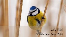  Presentation with winter blue - Theme with blue-tit-on-branch background and a coral colored foreground