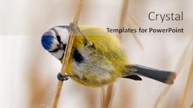  Presentation with winter blue - Amazing PPT theme having blue-tit-on-branch backdrop and a soft green colored foreground