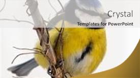  Presentation with winter blue - Slide set consisting of blue-tit-on-branch background and a white colored foreground