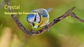 Presentation with wedding blue and yellow - Amazing PPT theme having blue-tit-on-branch backdrop and a tawny brown colored foreground