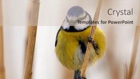  Presentation with winter blue - Beautiful PPT theme featuring blue-tit-on-branch backdrop and a soft green colored foreground