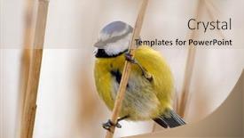  Presentation with winter blue - Slides with blue-tit-on-branch background and a soft green colored foreground