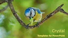  Presentation with branch - PPT theme featuring blue-tit-on-branch background and a tawny brown colored foreground