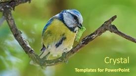  Presentation with branch - Cool new PPT theme with blue-tit-on-branch backdrop and a tawny brown colored foreground