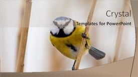  Presentation with winter blue - Presentation theme with blue-tit-on-branch background and a soft green colored foreground