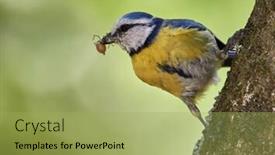  Presentation with branch - Theme featuring blue-tit-on-branch background and a yellow colored foreground