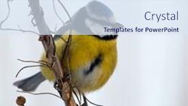  Presentation with winter blue - Colorful presentation enhanced with blue-tit-on-branch backdrop and a sky blue colored foreground