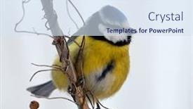  Presentation with winter blue - Beautiful presentation featuring blue-tit-on-branch backdrop and a sky blue colored foreground
