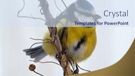  Presentation with winter blue - PPT layouts consisting of blue-tit-on-branch background and a sky blue colored foreground