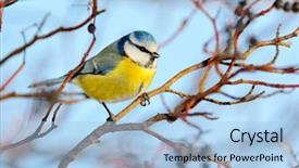  Presentation with winter blue - Beautiful theme featuring blue tit on branch backdrop and a light blue colored foreground