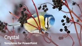  Presentation with winter blue - Presentation theme having blue tit on branch background and a gray colored foreground