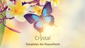  Presentation with tropical flowers - Audience pleasing PPT layouts consisting of blue-tropical-butterfly-on-yellow backdrop and a cream colored foreground