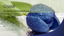  Presentation with blue tulip - Presentation theme enhanced with blue tulip with water drops background and a yellow colored foreground