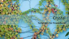 Presentation with ivy - Beautiful PPT layouts featuring blue-wall-covered-with-ivy backdrop and a light blue colored foreground