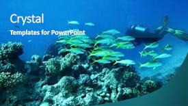  Presentation with blue water lily - Slides having blue water many coral fish background and a teal colored foreground