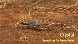  Presentation with national - Beautiful PPT layouts featuring blue waxbill a diminutive backdrop and a tawny brown colored foreground
