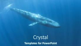  Presentation with timor leste - PPT layouts having blue-whale-underwater-pygmy-blue background and a ocean colored foreground