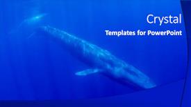 Presentation with timor leste - Audience pleasing slide deck consisting of blue-whale-underwater-pygmy-blue backdrop and a dark gray colored foreground