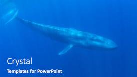  Presentation with whale - Cool new presentation design with blue-whale-underwater backdrop and a dark gray colored foreground