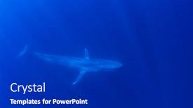  Presentation with whale - Presentation theme enhanced with blue-whale-underwater background and a dark gray colored foreground