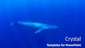  Presentation with whale - Amazing presentation having blue-whale-underwater backdrop and a dark gray colored foreground