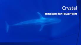  Presentation with whale - Presentation theme consisting of blue-whale-underwater background and a dark gray colored foreground