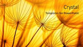  Presentation with dandelion - Slide deck enhanced with blue white abstract - dandelion seed in golden sunlight background and a gold colored foreground