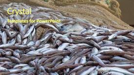  Presentation with white and navy blue - Presentation theme enhanced with blue whiting fish on deck background and a coral colored foreground