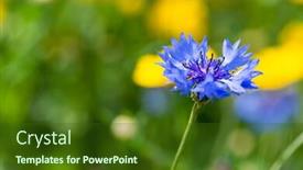  Presentation with nature - Colorful PPT layouts enhanced with blue-wild-cornflower-in-nature backdrop and a tawny brown colored foreground