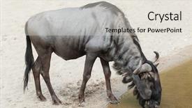  Presentation with blue - Theme with blue wildebeest connochaetes taurinus also background and a lemonade colored foreground