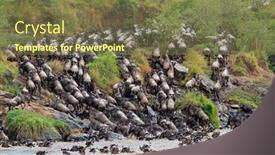  Presentation with kenya - Slide set consisting of blue-wildebeest-connochaetes-taurinus-crossing background and a tawny brown colored foreground