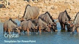  Presentation with blue water lily - Presentation theme having blue wildebeest connochaetes taurinus drinking background and a ocean colored foreground
