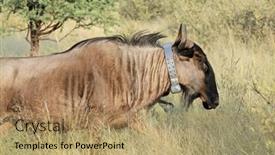  Presentation with scientific research - PPT layouts having blue-wildebeest-connochaetes-taurinus-fitted background and a coral colored foreground