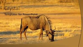  Presentation with kalahari - PPT theme consisting of blue-wildebeest-connochaetes-taurinus-grazing background and a gold colored foreground