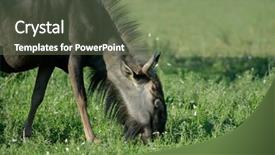  Presentation with butterflies - Theme consisting of blue wildebeest connochaetes taurinus grazing on green grass with butterflies south africa background and a ocean colored foreground