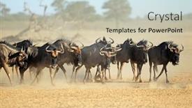  Presentation with south africa - Slide deck featuring blue-wildebeest-connochaetes-taurinus-herd background and a  colored foreground