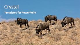  Presentation with old map south africa - Presentation theme with blue wildebeest connochaetes taurinus kalahari background and a teal colored foreground