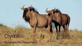  Presentation with safari south africa - Presentation theme having blue wildebeest connochaetes taurinus kalahari background and a  colored foreground