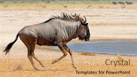  Presentation with running - Presentation theme enhanced with blue-wildebeest-connochaetes-taurinus-running background and a coral colored foreground