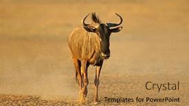  Presentation with dust - Slide deck with blue-wildebeest-connochaetes-taurinus-walking background and a gold colored foreground