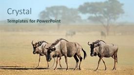  Presentation with kalahari - PPT layouts with blue-wildebeest-connochaetes-taurinus-walking background and a sky blue colored foreground