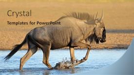  Presentation with kalahari - PPT layouts consisting of blue-wildebeest-connochaetes-taurinus-walking background and a yellow colored foreground