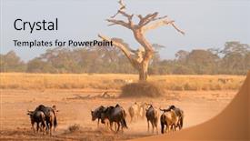  Presentation with kenya - Beautiful PPT theme featuring blue wildebeest connochaetes taurinus walking backdrop and a light gray colored foreground
