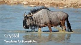  Presentation with water park - Presentation theme with blue wildebeest connochaetes taurinus walking background and a  colored foreground