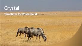  Presentation with blue - Colorful slide set enhanced with blue wildebeest connochaetes taurinus on open grassland amboseli national park kenya backdrop and a gray colored foreground