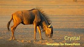  Presentation with kalahari - Slide deck consisting of blue-wildebeest-connochaetes-taurinus background and a tawny brown colored foreground