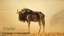  Presentation with dust - Cool new presentation theme with blue-wildebeest-connochaetes-taurinus backdrop and a yellow colored foreground