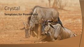  Presentation with south africa - Amazing theme having blue-wildebeest-connochaetes-taurinus backdrop and a coral colored foreground