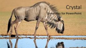  Presentation with kalahari - Beautiful presentation theme featuring blue wildebeest connochaetes taurinus backdrop and a  colored foreground